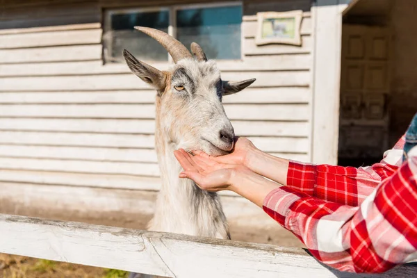 Cropped Image Woman Feeding Goat Grass Wooden Fence Farm — Free Stock Photo
