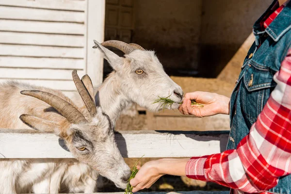 Visão Parcial Agricultor Fêmea Alimentando Cabras Por Grama Perto Cerca — Fotografia de Stock