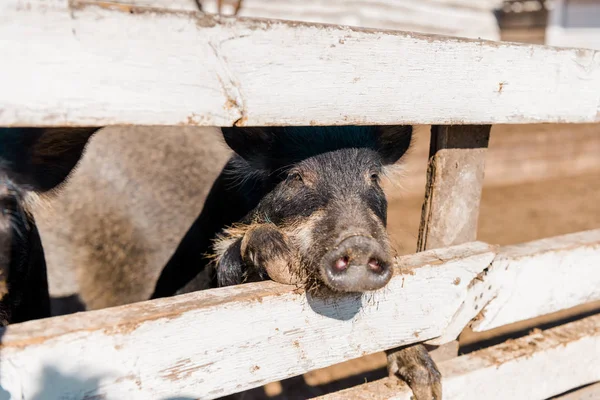 Selective Focus Piglet Standing Wooden Fence Farm — Stock Photo, Image