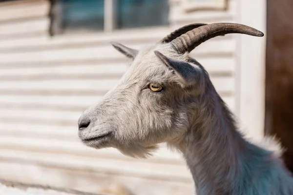 Close Portrait Beautiful Goat Grazing Farm — Stock Photo, Image