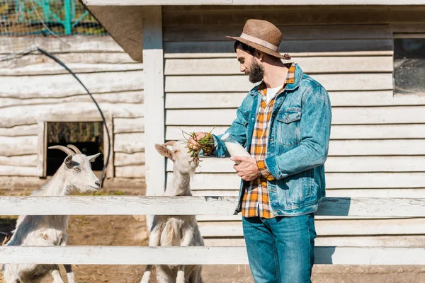 Homme Chapeau Paille Avec Bouteille Lait Nourrir Les Chèvres Par — Photo