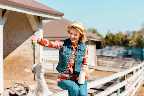 Beautiful Female Farmer Milk Bottle Sitting Wooden Fence Feeding Goats — Stock Photo, Image