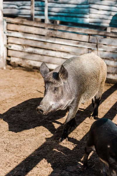 grey pig and piglet walking in corral at farm