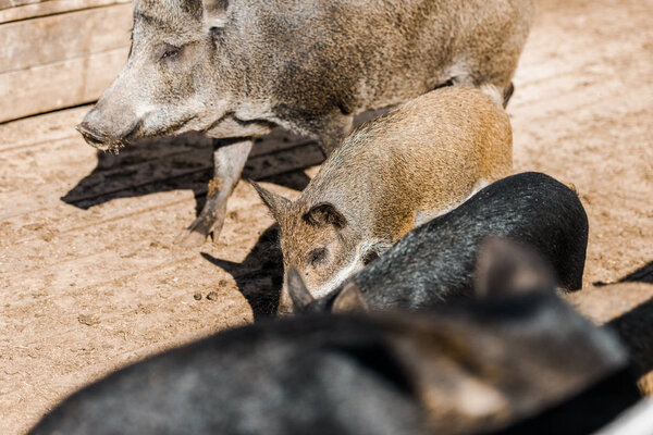 high angle view of grey pigs and piglets walking in corral at farm 