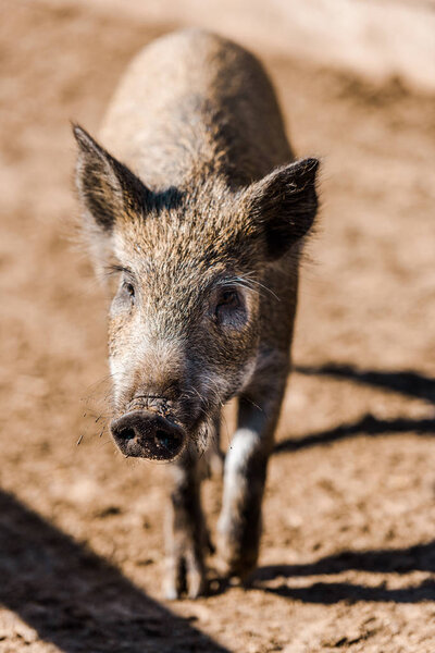 selective focus of adorable grey piglet walking in corral at farm 