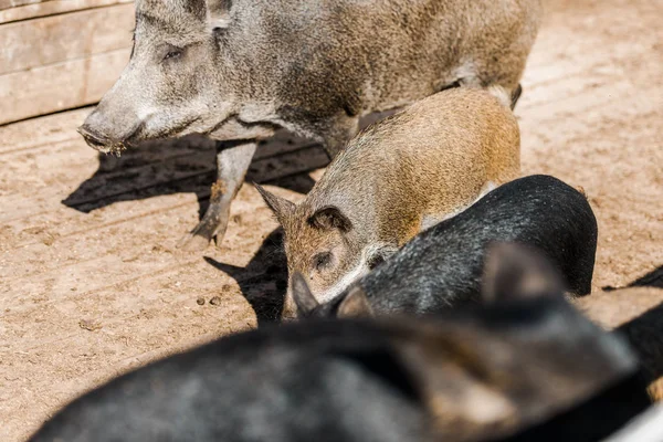 Blick Aus Der Vogelperspektive Auf Graue Schweine Und Ferkel Gehege Stockfoto