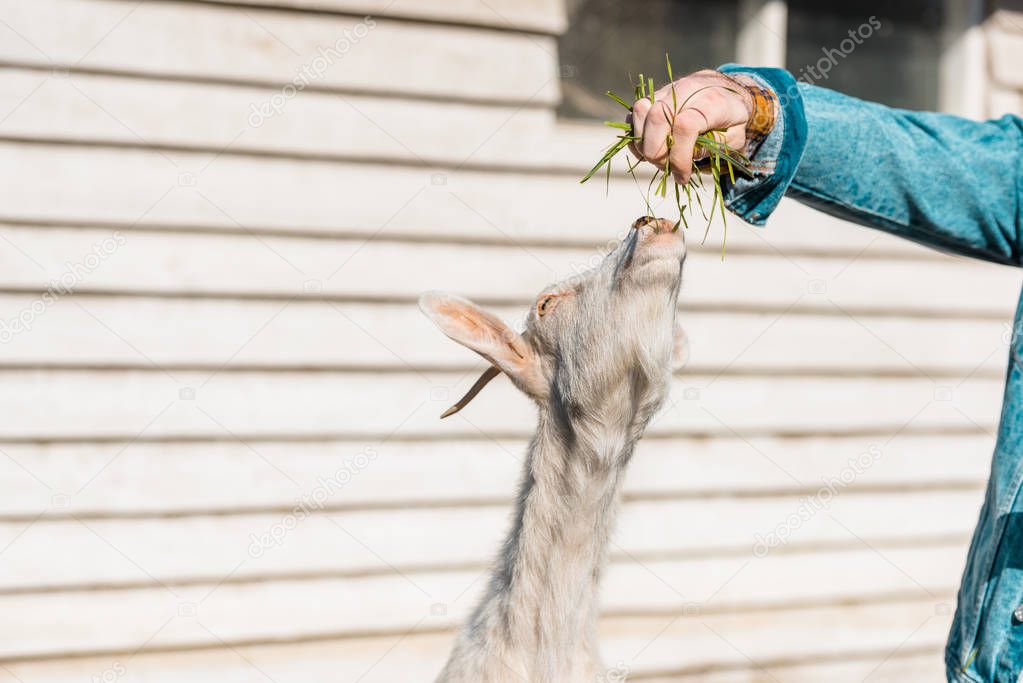 cropped image of male farmer feeding goat by grass near wooden fence at farm 