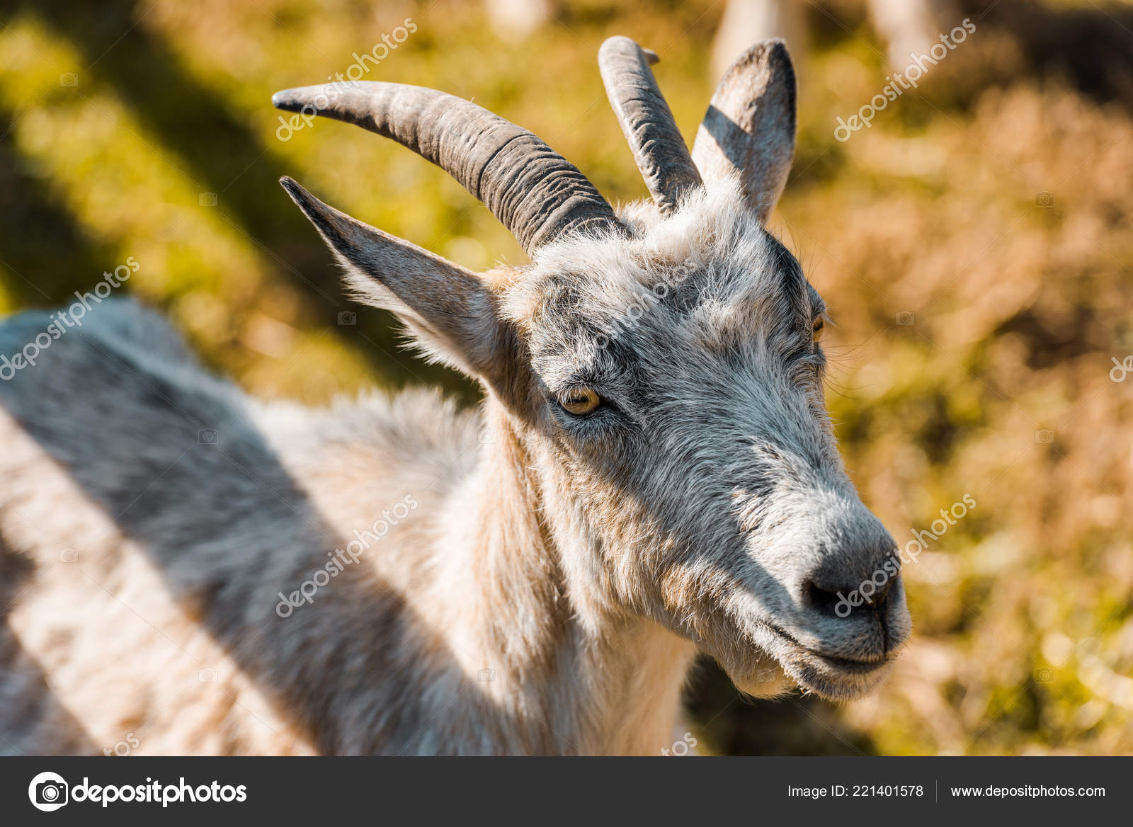 152 334 Chevre Stock Photos Images Download Chevre Pictures On Depositphotos