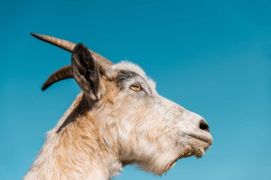 low angle view of adorable goat against blue sky  clipart