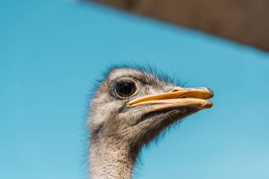 selective focus of beautiful ostrich against blue sky clipart