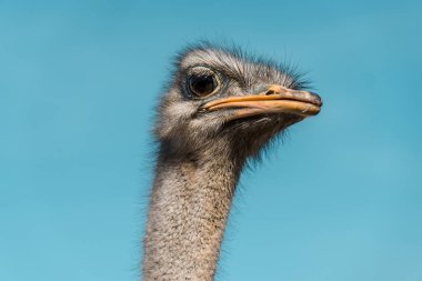 portrait of beautiful ostrich against clear blue sky clipart