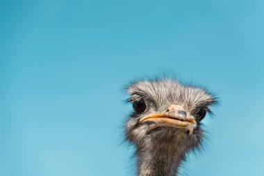 close up portrait of beautiful ostrich against blue sky clipart
