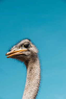 portrait of beautiful ostrich against blue sky clipart
