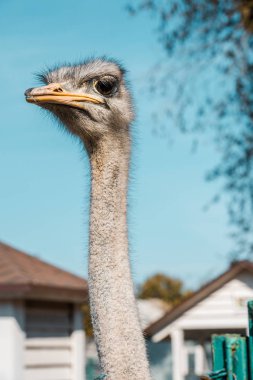 selective focus of beautiful ostrich standing at farm  clipart