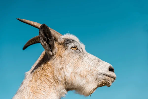 Vista Angolo Basso Capra Adorabile Contro Cielo Blu — Foto Stock