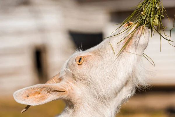 Foco Seletivo Caprinos Adoráveis Comendo Grama Fazenda — Fotografia de Stock