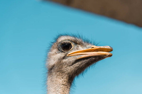 selective focus of beautiful ostrich against blue sky