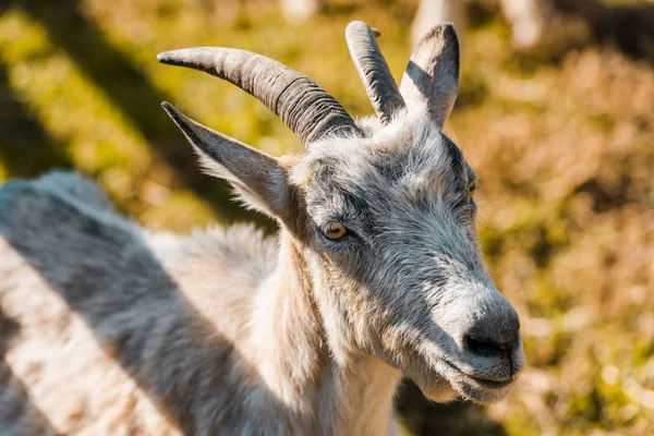 Selective Focus Adorable Goat Grazing Outdoors — Stock Photo, Image