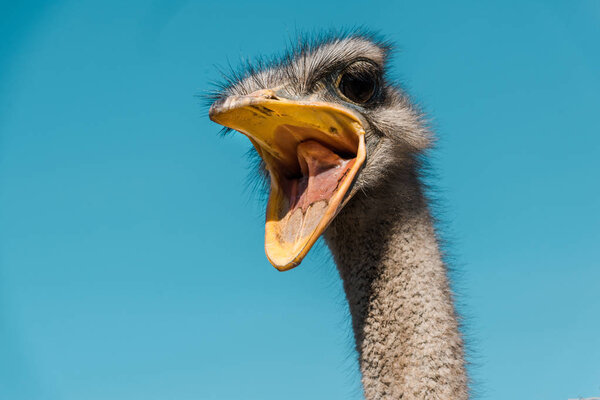 beautiful ostrich with open beak against blue sky