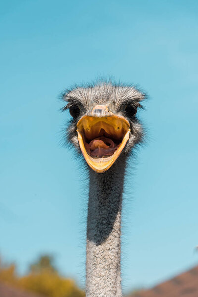 selective focus of beautiful ostrich with open beak against blue sky