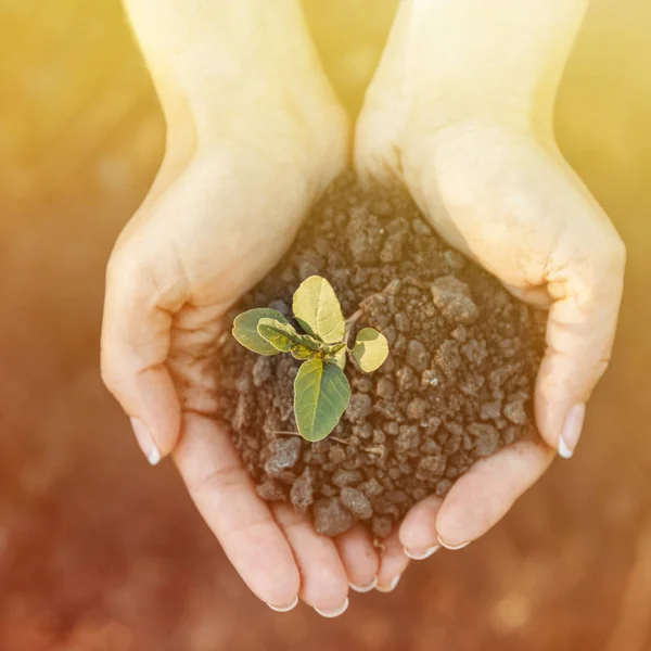 Partial view of woman holding plant with ground in hand palms — Stock Photo