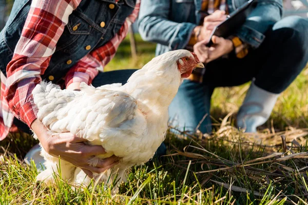 Imagen recortada de la mujer sosteniendo pollo mientras su novio escribiendo en portapapeles al aire libre - foto de stock