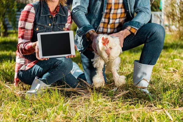 Immagine ritagliata di donna che mostra tablet digitale con schermo bianco mentre il suo ragazzo tiene pollo in fattoria — Foto stock