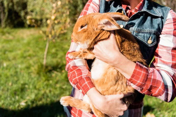 Teilansicht einer Frau, die ein entzückendes braunes Kaninchen im Freien hält — Stockfoto