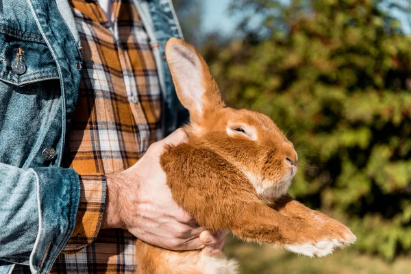 Vista parcial de un agricultor macho sosteniendo conejo marrón al aire libre - foto de stock