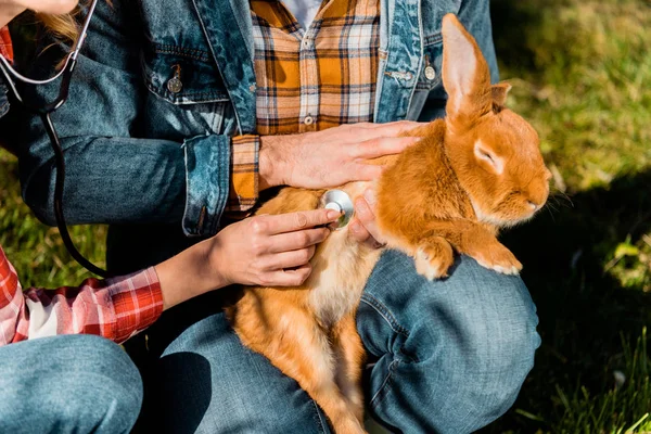 Cropped image of male farmer holding rabbit while his girlfriend listening rabbit by stethoscope outdoors — Stock Photo