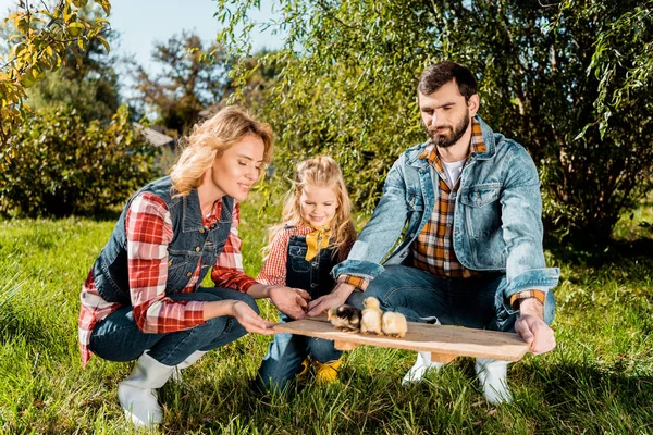 Couple of farmers with daughter holding wooden board with adorable baby chicks outdoors — Stock Photo