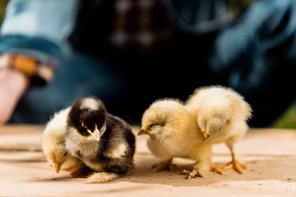 Partial view of male farmer holding wooden board with adorable baby chicks outdoors — Stock Photo