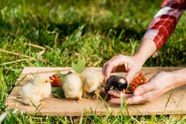Partial view of female farmer with baby chicks and rowan on wooden board outdoors — Stock Photo