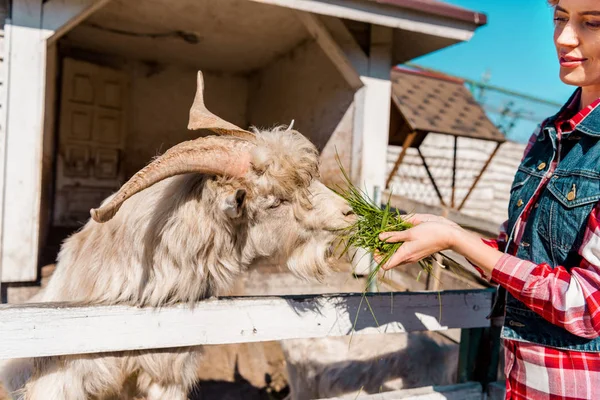 Cropped image of woman feeding goat by grass near wooden fence at ranch — Stock Photo
