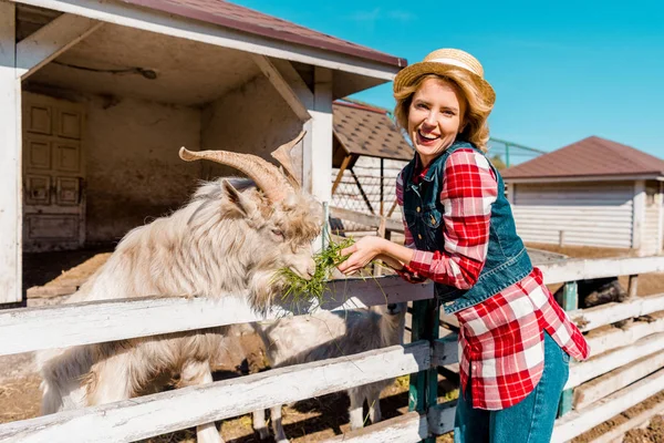 Happy woman looking at camera and feeding goat by grass near wooden fence at farm — Stock Photo