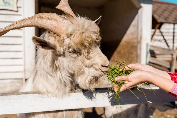 Partial view of female farmer feeding goat by grass near wooden fence at farm — Stock Photo