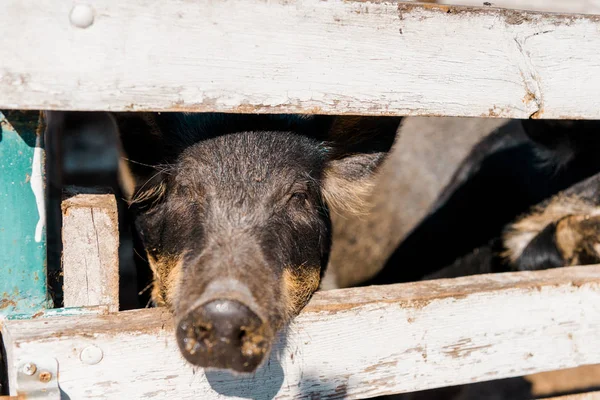 Close up view of black piglet standing near wooden fence at farm — Stock Photo