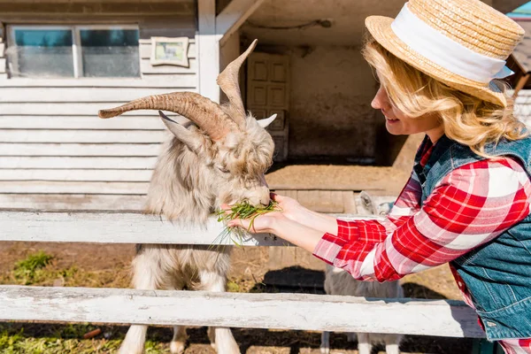 Femme en chapeau de paille nourrir la chèvre par l'herbe près de clôture en bois à la ferme — Photo de stock