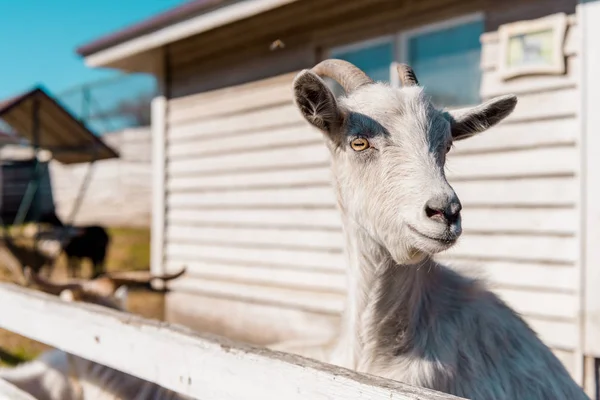 Selective focus of goat grazing near wooden fence at farm — Stock Photo