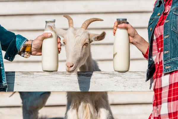Imagen recortada de los agricultores que muestran botellas de vidrio de leche mientras que la cabra de pie cerca de valla de madera en la granja - foto de stock