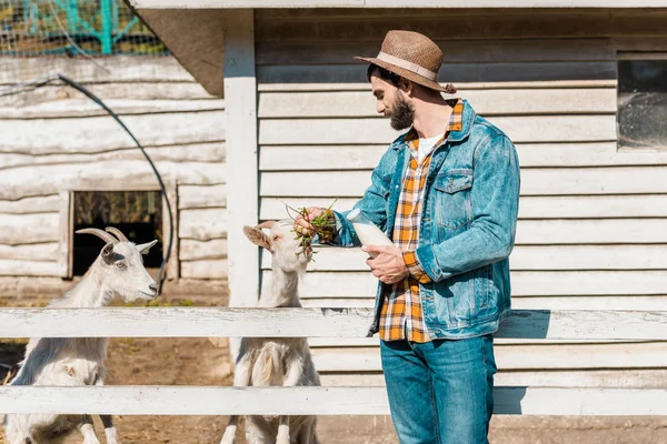 Человек в соломенной шляпе с молочной бутылкой кормит коз травой возле деревянного забора на ферме — стоковое фото