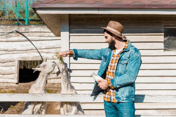 Sonriente hombre en sombrero de paja con leche botella alimentación cabras por hierba cerca de valla de madera en la granja - foto de stock