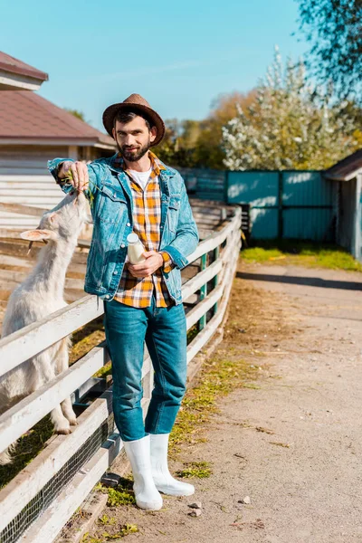 Granjero macho sonriente con botella de leche alimentación cabra por hierba cerca de valla de madera en el rancho - foto de stock