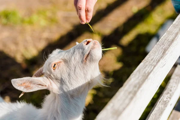 Частковий вид на фермерів, що годують козла травою біля дерев'яного паркану на фермі — стокове фото