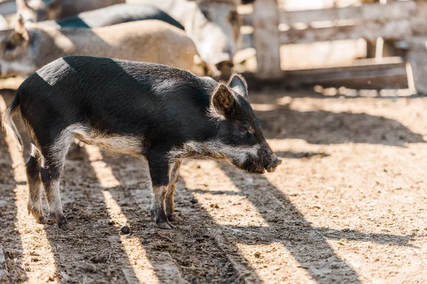 Leitão adorável preto em pé no curral na fazenda — Fotografia de Stock