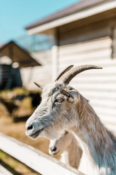 Vista de perto de cabra pastando perto de cerca de madeira na fazenda — Fotografia de Stock
