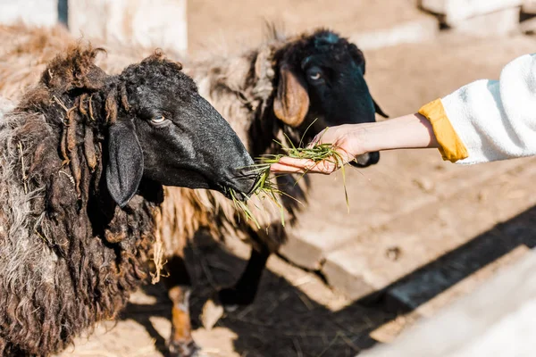 Imagem cortada de agricultor fêmea alimentando ovelhas negras por grama na fazenda — Fotografia de Stock