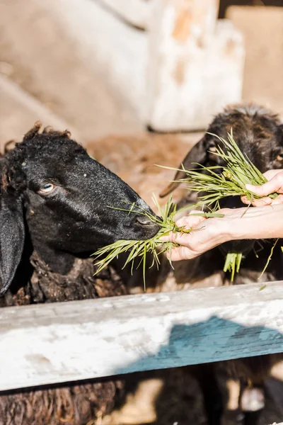 Vue partielle de l'agriculteur femelle nourrissant des moutons noirs par l'herbe à la ferme — Photo de stock