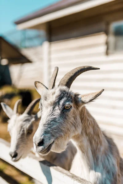 Foco seletivo de cabras em pé perto de cerca de madeira na fazenda — Fotografia de Stock