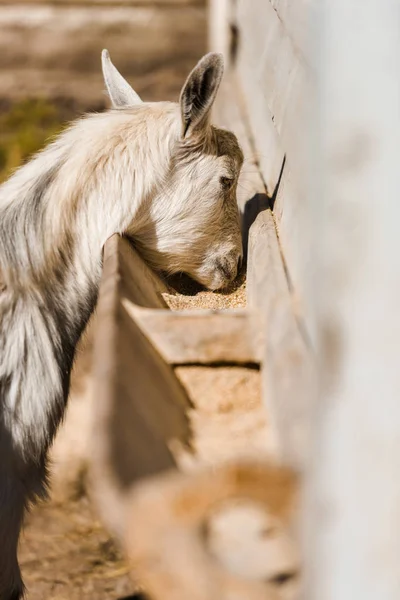 Foyer sélectif de belle chèvre manger à la ferme — Photo de stock